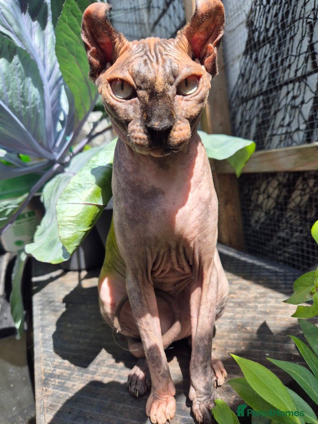 Sphynx cats for sale: Loving and cheeky sphynx girl ready now in Rochdale - Image 2