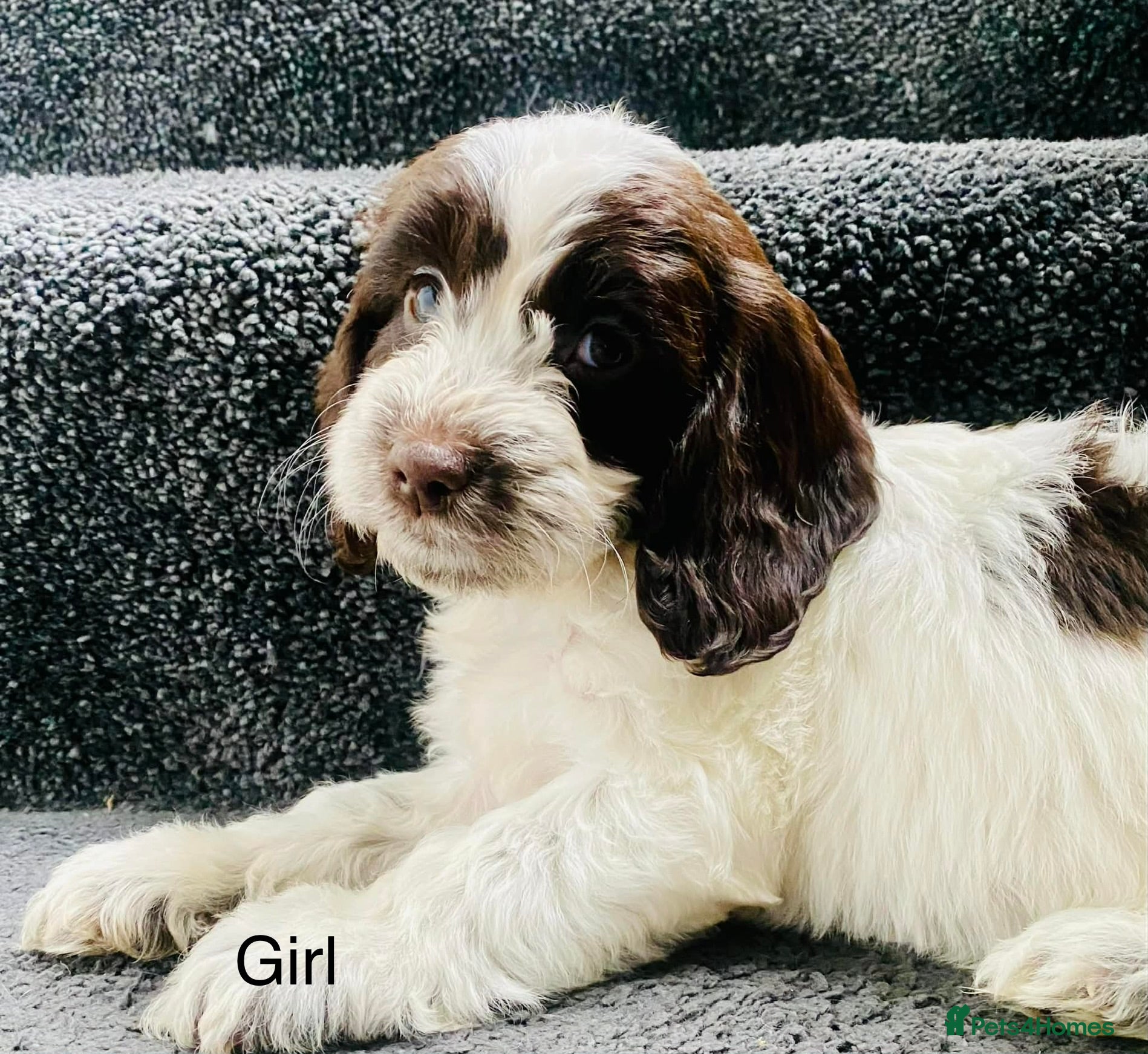 Sproodle dogs 🐶💕ready now 💕 Sprockerpoo Puppies🐶💕 - Advert 1