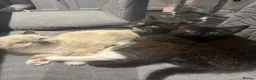 Siamese cats for sale: Beautiful siamese mixed breed kittens - Advert 5