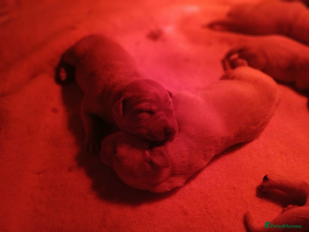 Labrador Retriever dogs for sale: Beautiful Labrador Puppies for sale - Advert 6