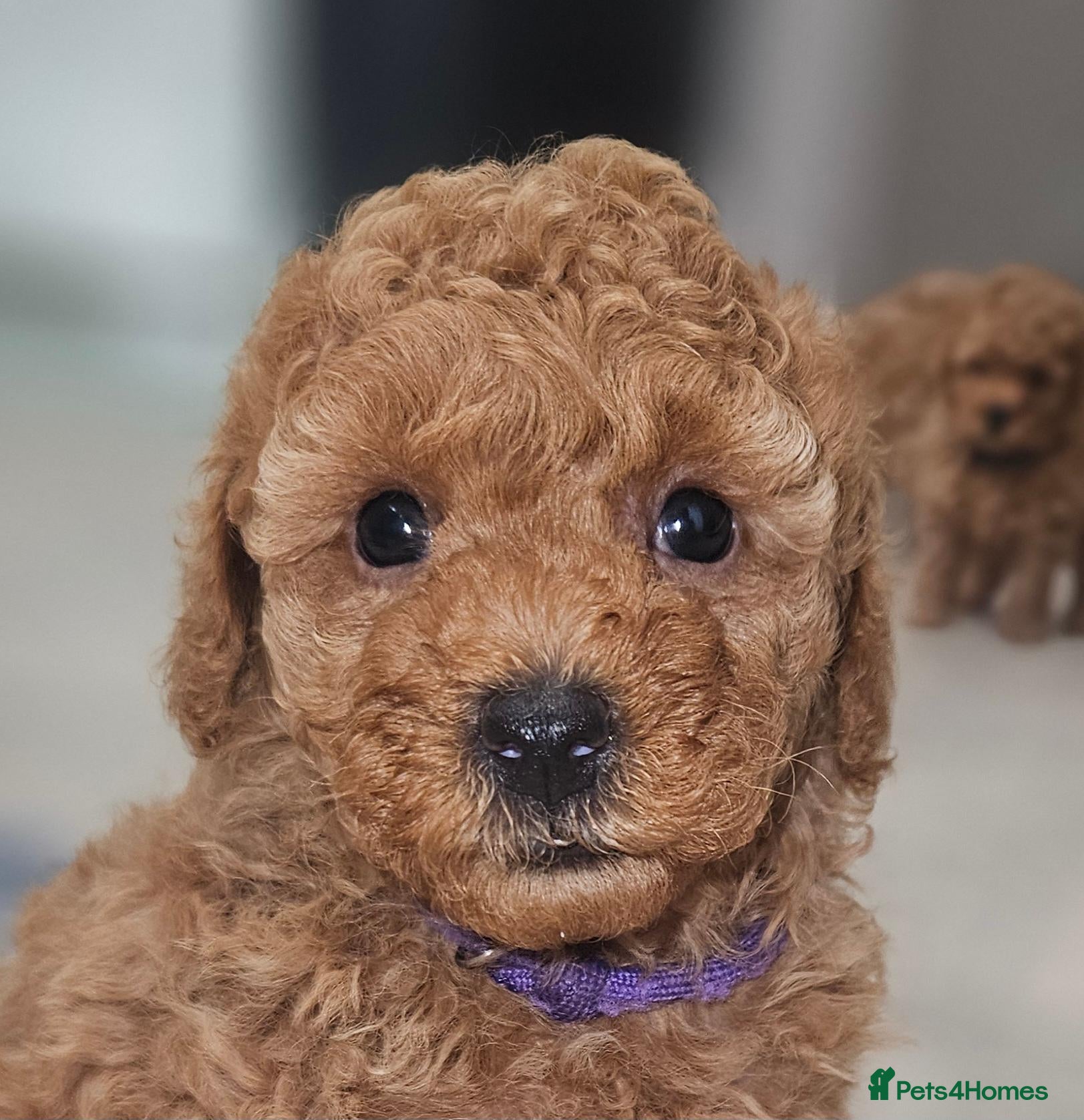 Toy Poodle dogs Licensed breeder kc reg Girl available  - Advert 1