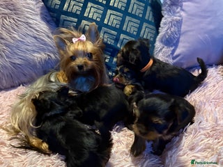 Yorkshire Terrier dogs ⭐ Yorkieshire Terrier puppies – KC Registered ⭐ - Advert 4