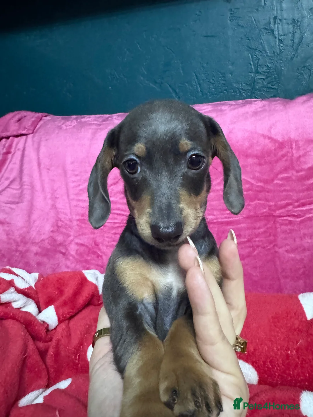 Miniature Dachshund dogs for sale: 4 cute piebald miniature dachshunds available  - Advert 21