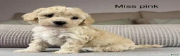 Maltipoo dogs for sale: BEAUTIFUL MALTIPOOS FROM DNA TESTED CLEAR PARENTS  - Advert 29