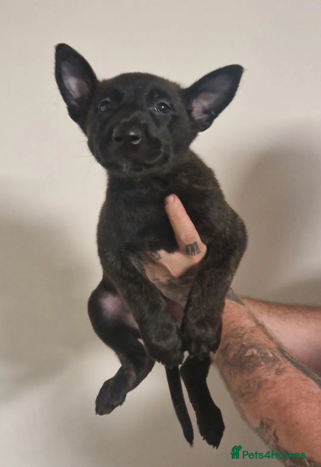 Belgian Shepherd Dog dogs for sale: Dutch Herder puppies in Bargoed - Advert 6