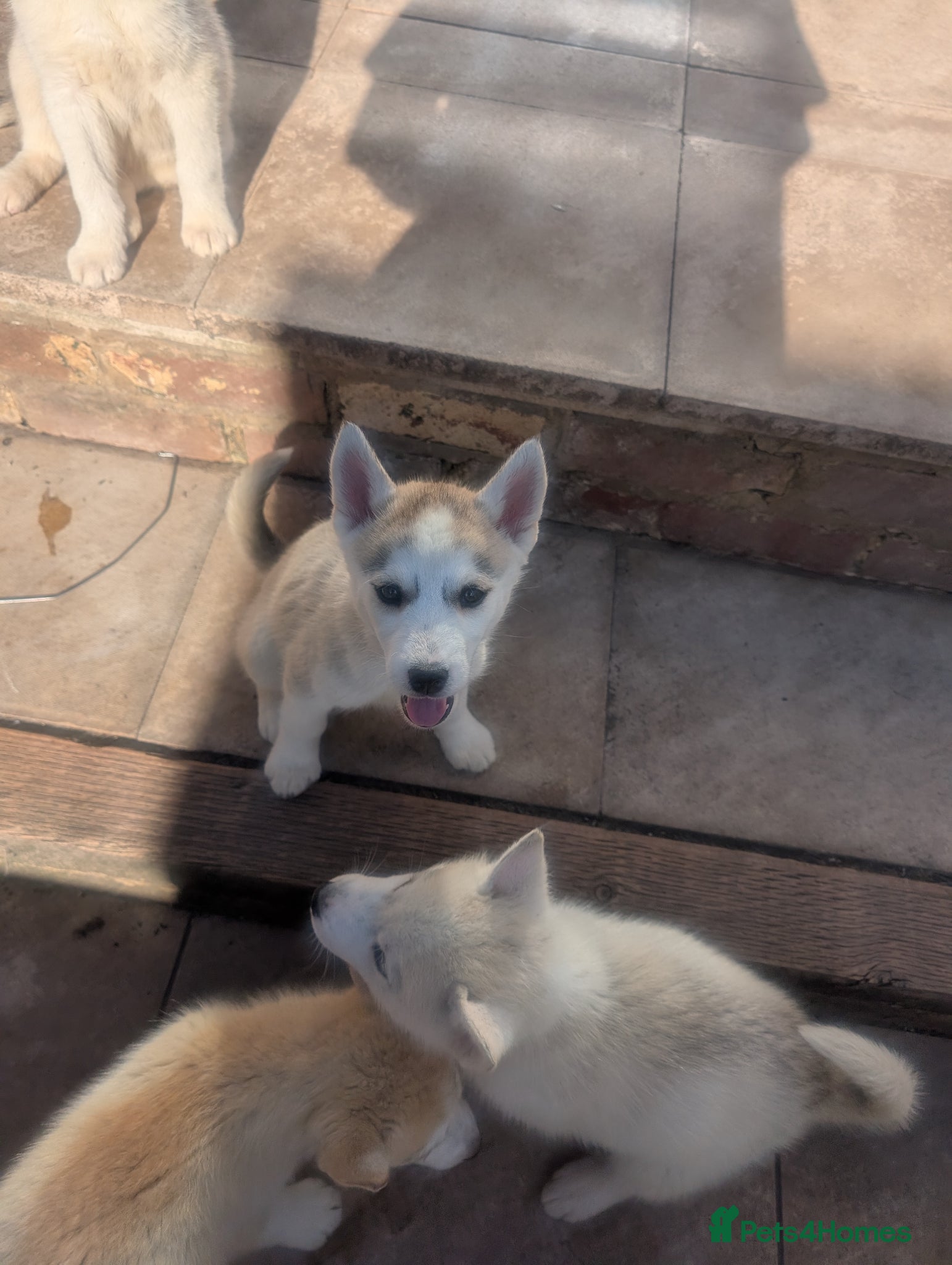 Siberian Husky dogs for sale: Siberian Husky puppies - Advert 6