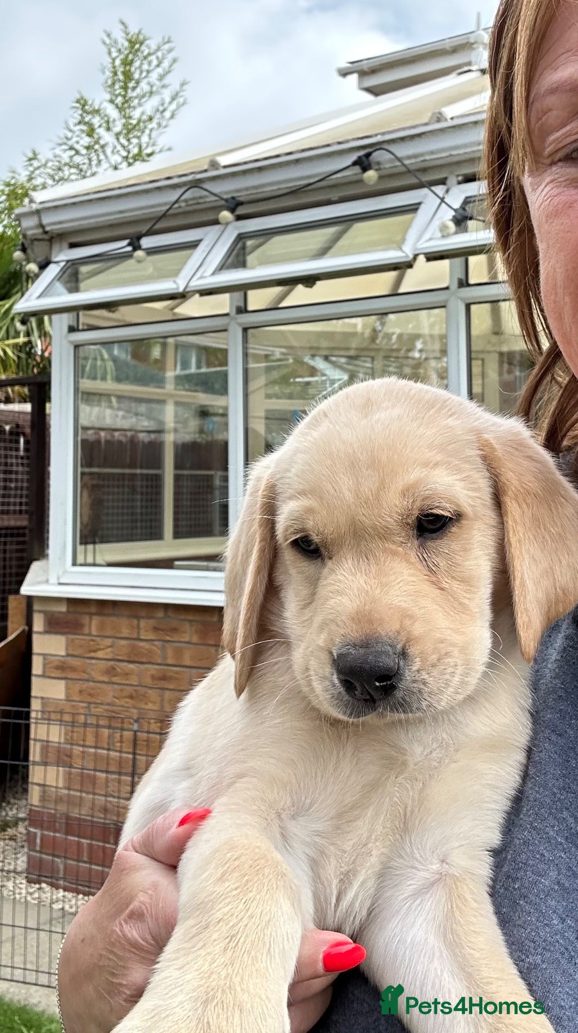 Labrador Retriever dogs KC registered Labrador puppies  - Advert 9