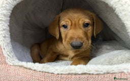 Labrador Retriever dogs for sale: KC Registered Labrador Puppies - Call  **  - Image 29