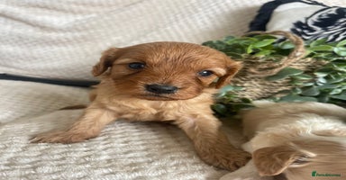 Cavapoo dogs - Advert 2