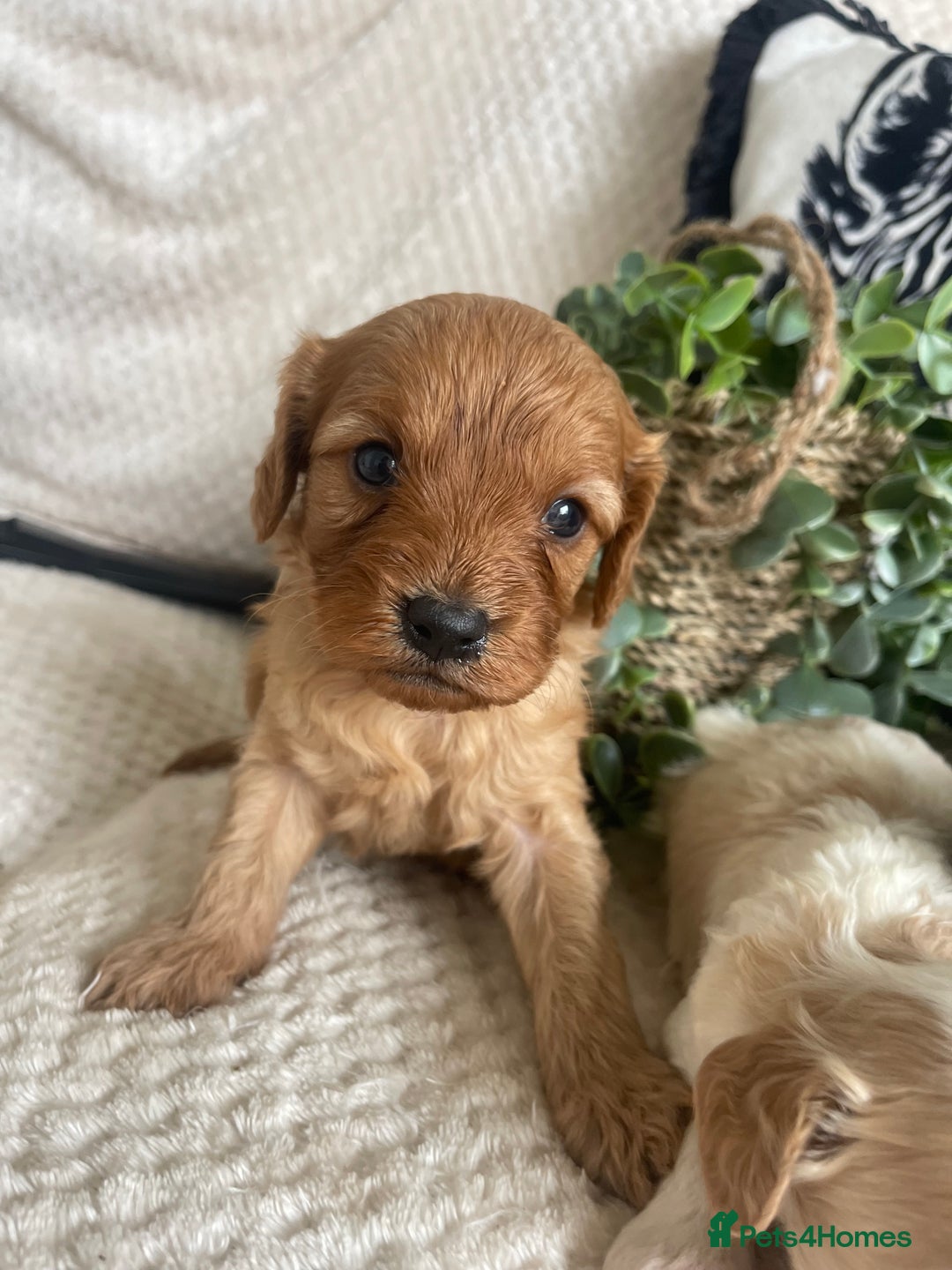 Cavapoo dogs for sale: STUNNING DNA TESTED CAVAPOOS - Image 5
