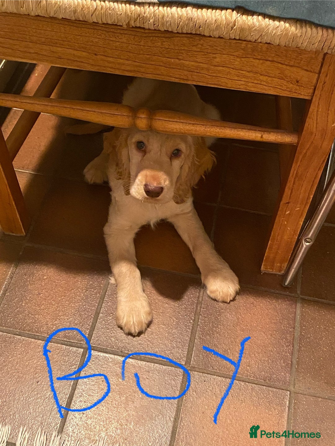 Cocker Spaniel dogs for sale: Cocker Spaniel puppies - Advert 8