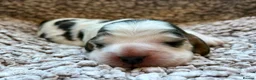 Cocker Spaniel dogs for sale: Champion Bloodlines Show Type Cocker Spaniels - Advert 9