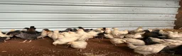 Chickens poultry for sale: Hybrid . Silkie . Pekin and Orpington Pullets  - Advert 4