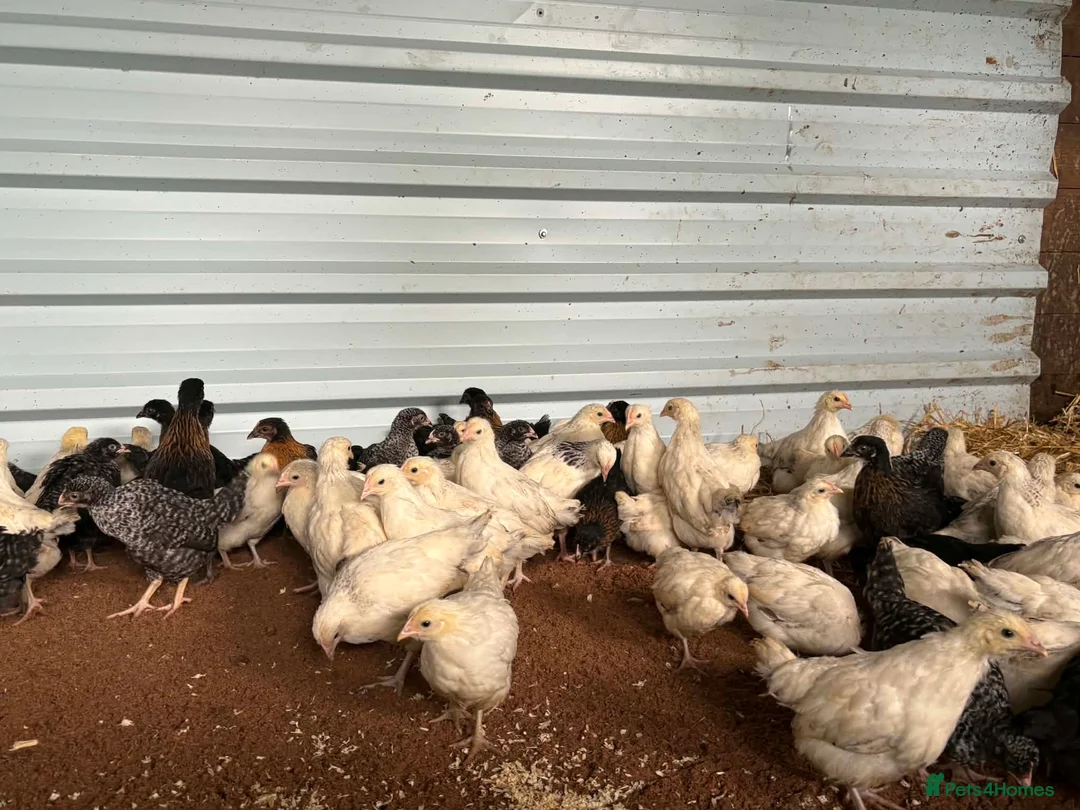Chickens poultry for sale: Hybrid . Silkie . Pekin and Orpington Pullets  - Advert 4