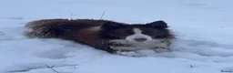 Border Collie dogs for sale: Gorgeous KC Registered Health Tested Border Collie - Advert 8