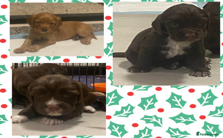 Cocker Spaniel dogs Cocker spaniel pups  - Advert 8