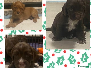 Cocker Spaniel dogs Cocker spaniel pups - Advert 9