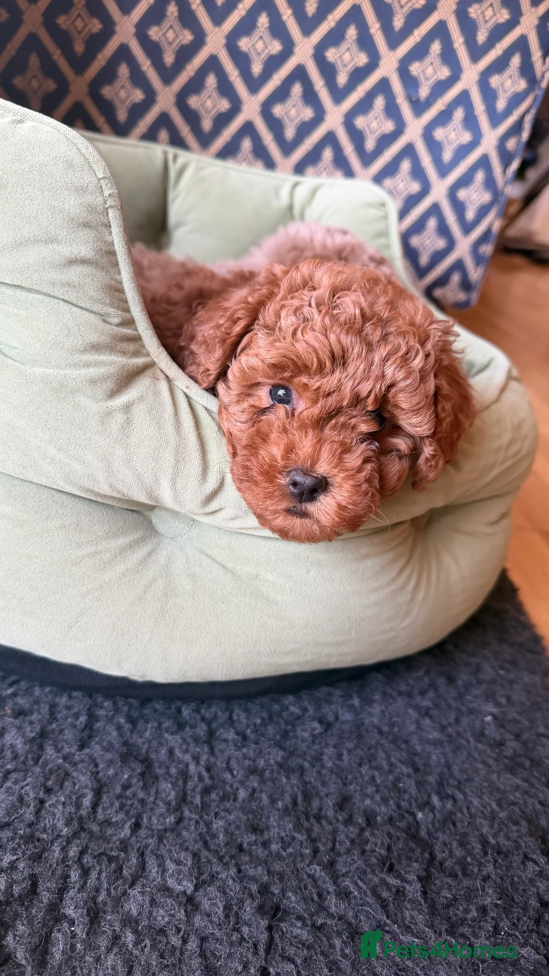 Maltipoo dogs for sale: Beautiful red multipoo for sale 2 boys 1 girl - Advert 7