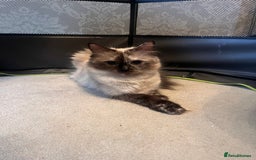 Ragdoll cats for sale: Ragdoll x kittens. Tabby and apricot and cream - Image 2
