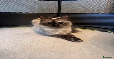 Ragdoll cats - Advert 2
