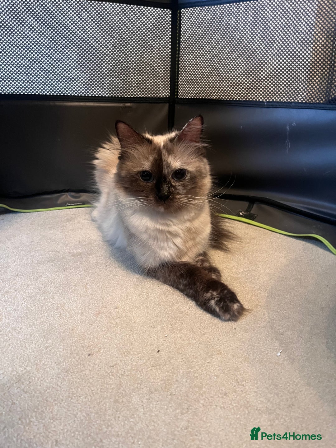 Ragdoll cats for sale: Ragdoll x kittens. Tabby and apricot and cream - Image 2