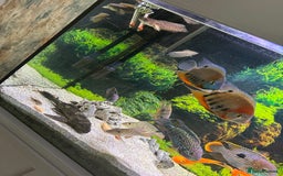 Cichlids fish for sale: Tropical fish  - Image 8