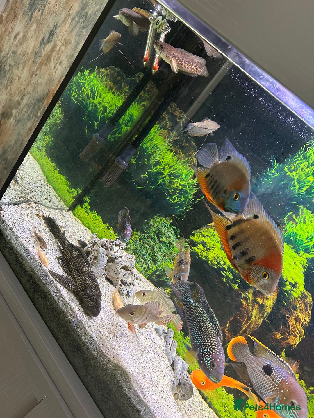 Cichlids fish for sale: Tropical fish  - Image 8
