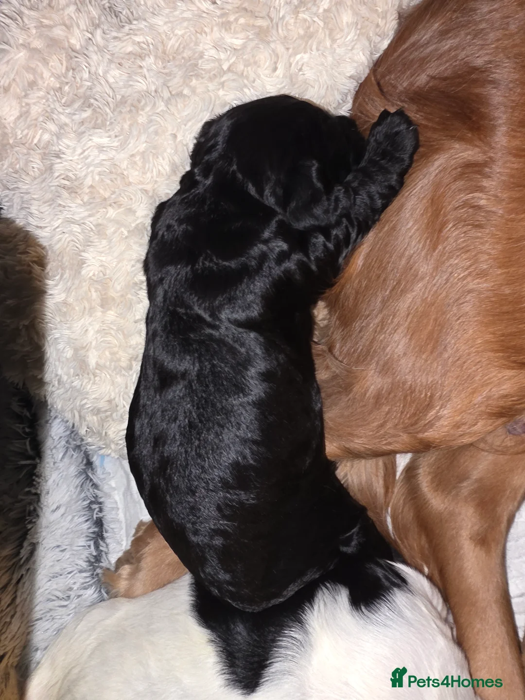 Cocker Spaniel dogs for sale: Cocker Spaniel Puppies (available for veiwing) - Advert 31