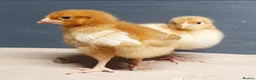 Chickens poultry for sale: Female chicks for sale - Advert 2