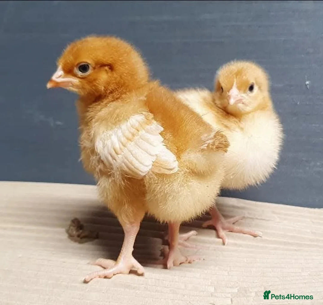 Chickens poultry for sale: Female chicks for sale - Advert 2