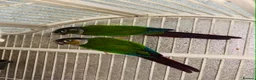 Conures birds for sale: GREEN-CHEEK CONURE in Newcastle upon Tyne - Advert 2
