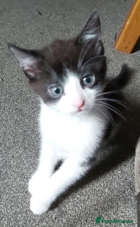 Mixed Breed cats - Advert 4