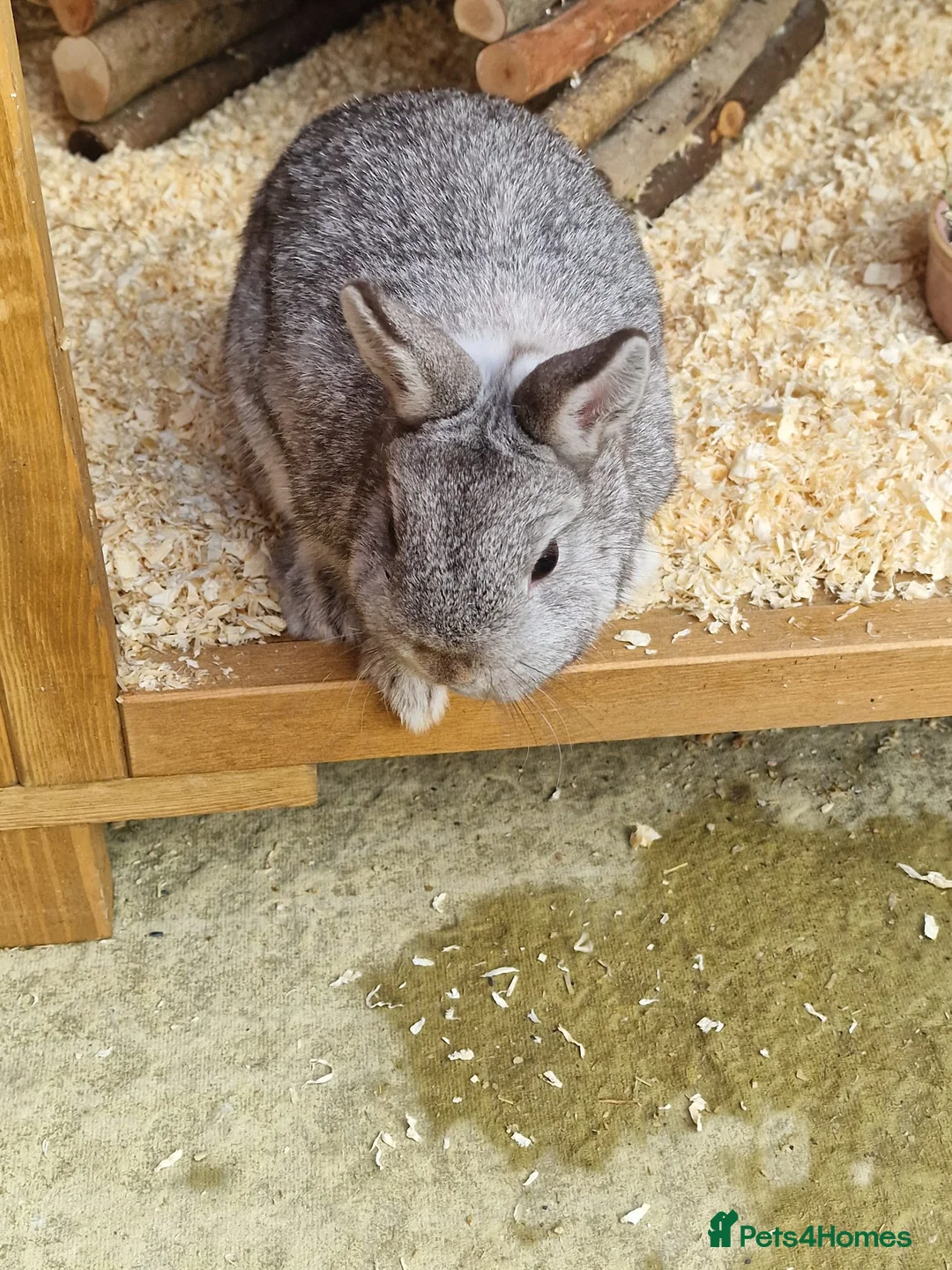 Netherland Dwarf rabbits for sale: 2 female Netherlands dwarf rabbits with hutch - Advert 9