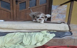 Mixed Breed dogs for adoption: August is looking for a home - Image 9