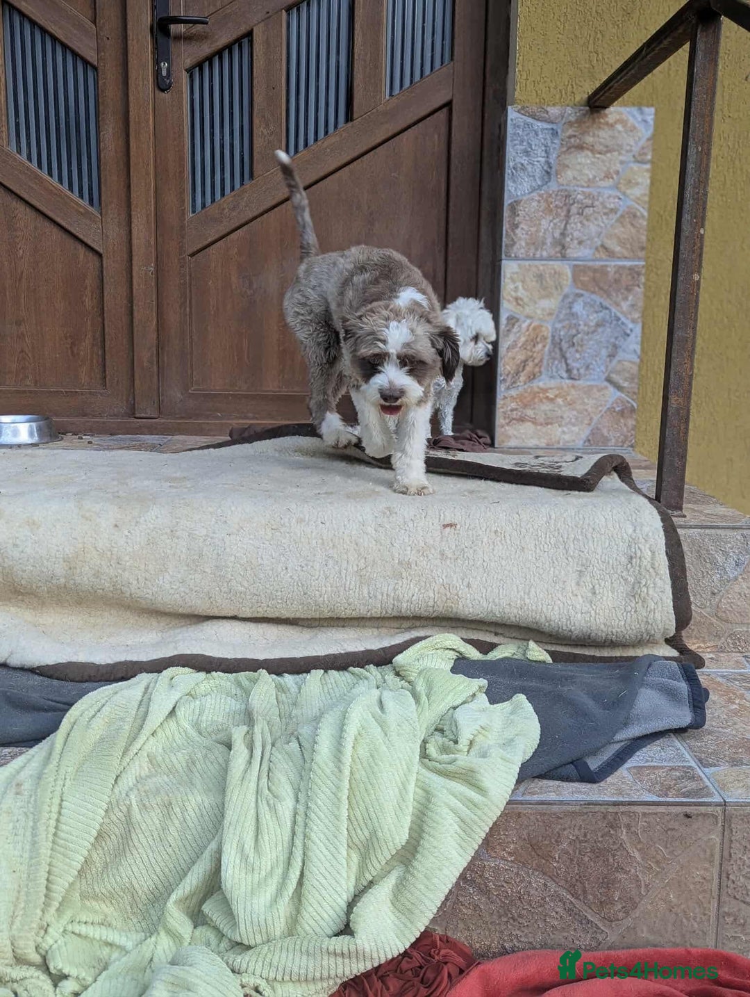 Mixed Breed dogs for adoption: August is looking for a home - Image 9