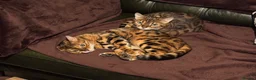 Bengal cats for sale: 2 Bengal Cats *stunning colours* - Advert 6