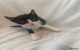 Mixed Breed cats for sale: 8 week old kittens - Image 5