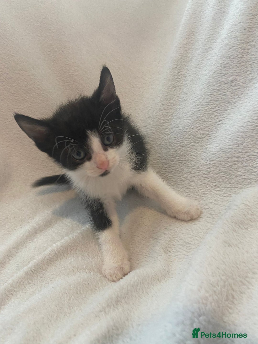 Mixed Breed cats for sale: 8 week old kittens - Image 5