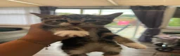 Mixed Breed cats for sale: 2 female tabby kittens  - Advert 4