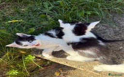 Mixed Breed cats for sale: Black and white kittens  - Image 2