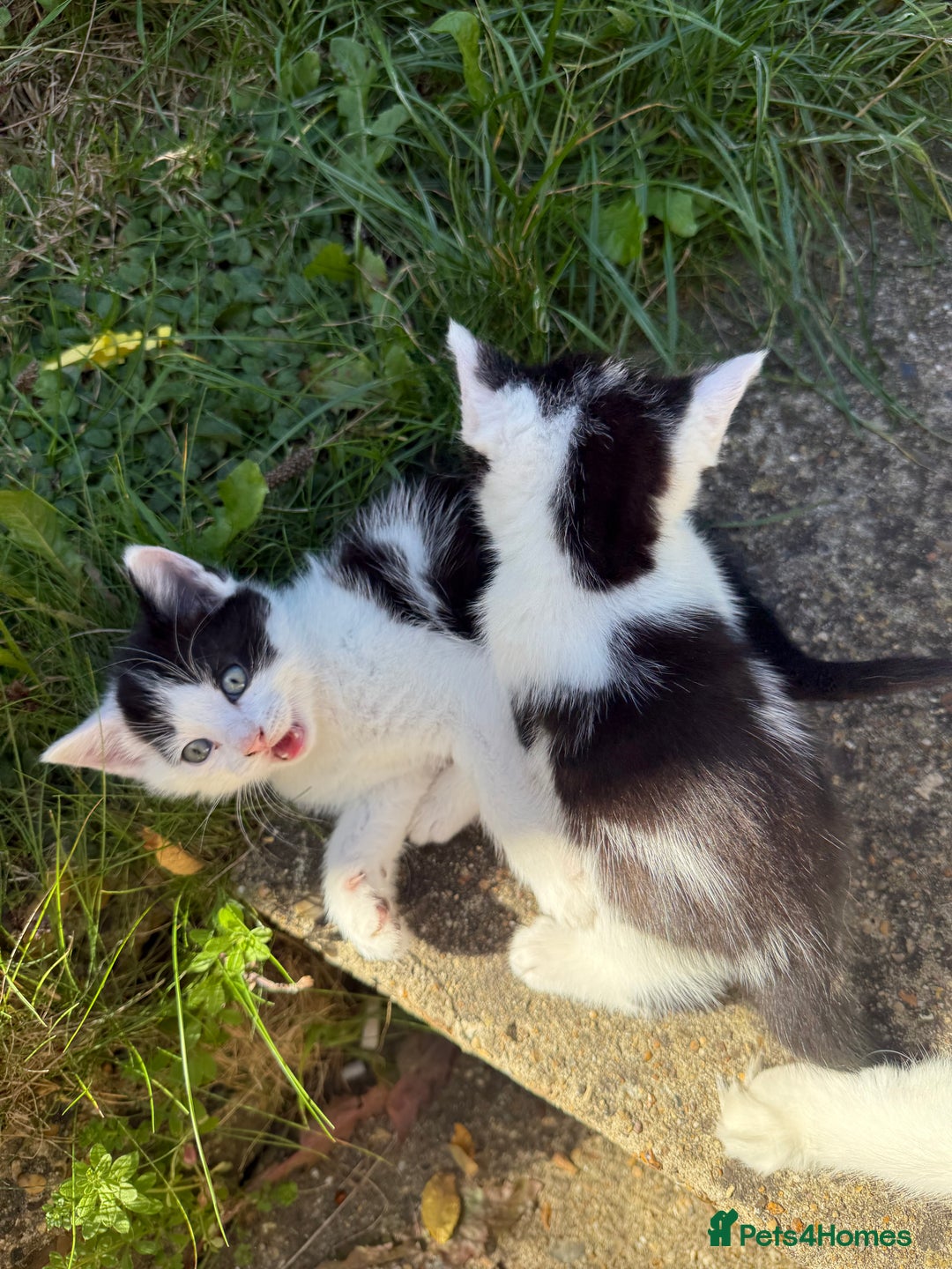 Mixed Breed cats for sale: Black and white kittens  - Image 2