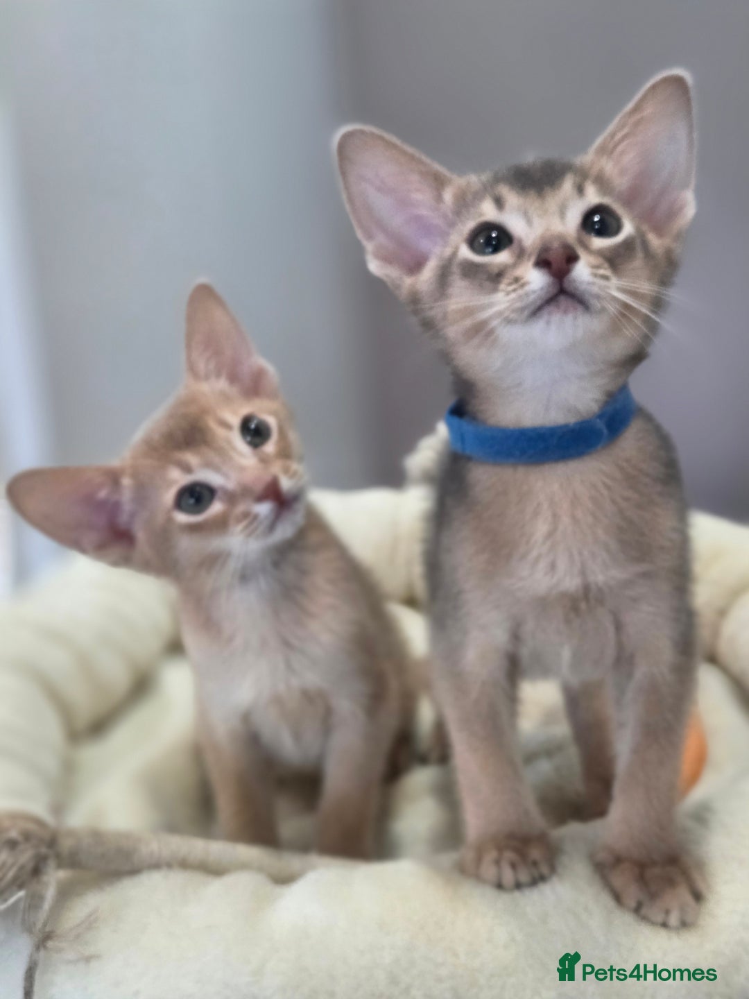 Abyssinian cats for sale: Gorgeous Tica  Abyssinian Kittens  - Advert 17