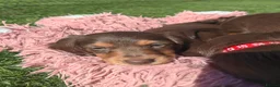 Miniature Dachshund dogs for sale: Puppies of the miniature long-haired dachshund.  - Advert 33