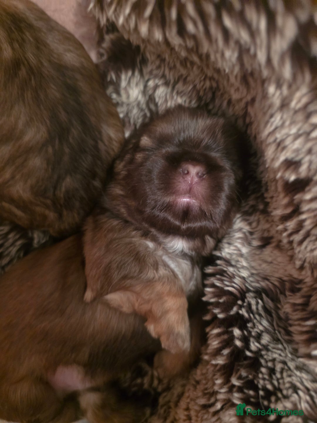 Shih Tzu dogs for sale: Teddy Bear Shiuz - Advert 7