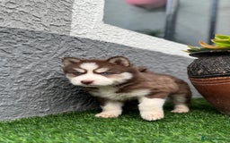 Siberian Husky dogs for sale: Siberian husky puppies - Image 1
