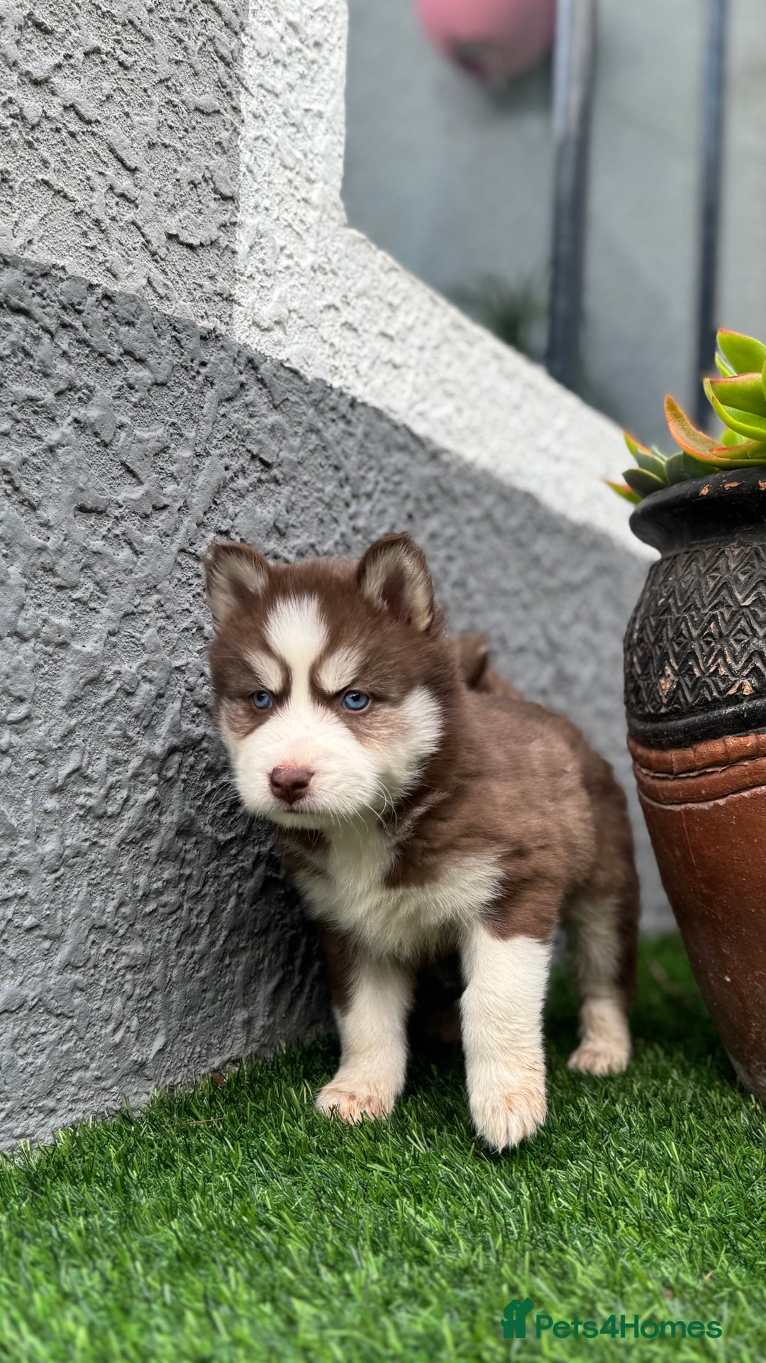 Siberian Husky dogs for sale: Siberian husky puppies - Image 1