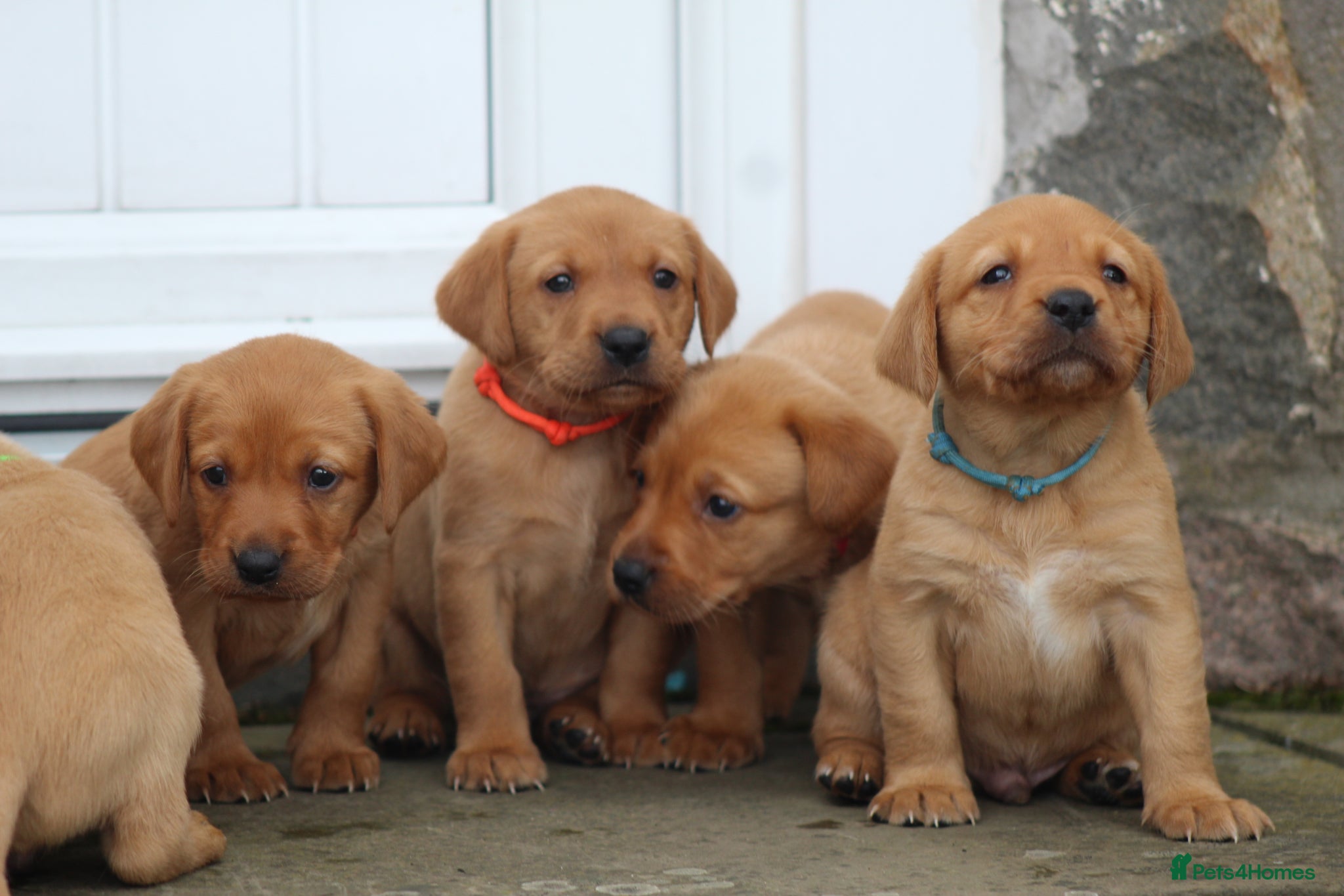 Labrador Retriever dogs Health Tested Labrador Puppies For Sale  - Advert 1
