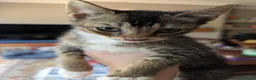 Exotic cats for sale: Marshmallows babies - Advert 5