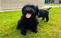 Labradoodle dogs for sale: F1 Labradoodle Babies 🐾🐾🐾 - Image 2