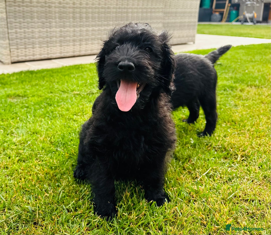 Labradoodle dogs for sale: F1 Labradoodle Babies 🐾🐾🐾 - Image 2